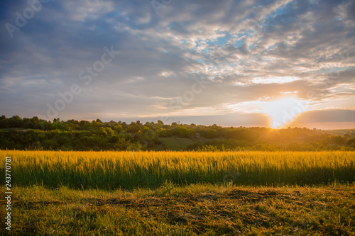 Colorful sunset over wheat field with lens flare.