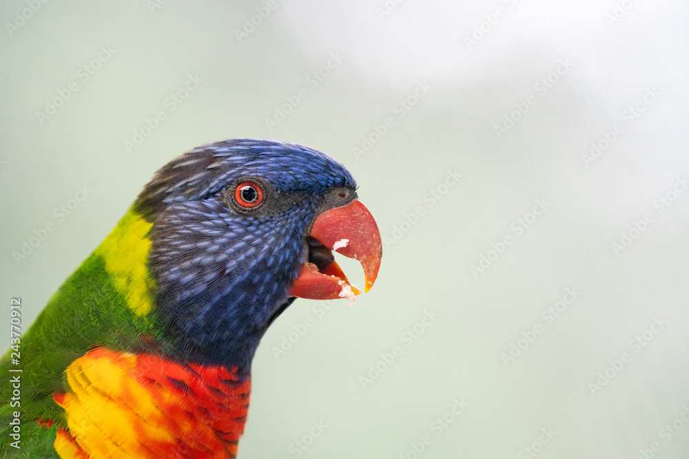 Closeup of a Rainbow Lorikeet Closeup of a Rainbow Lorikeet