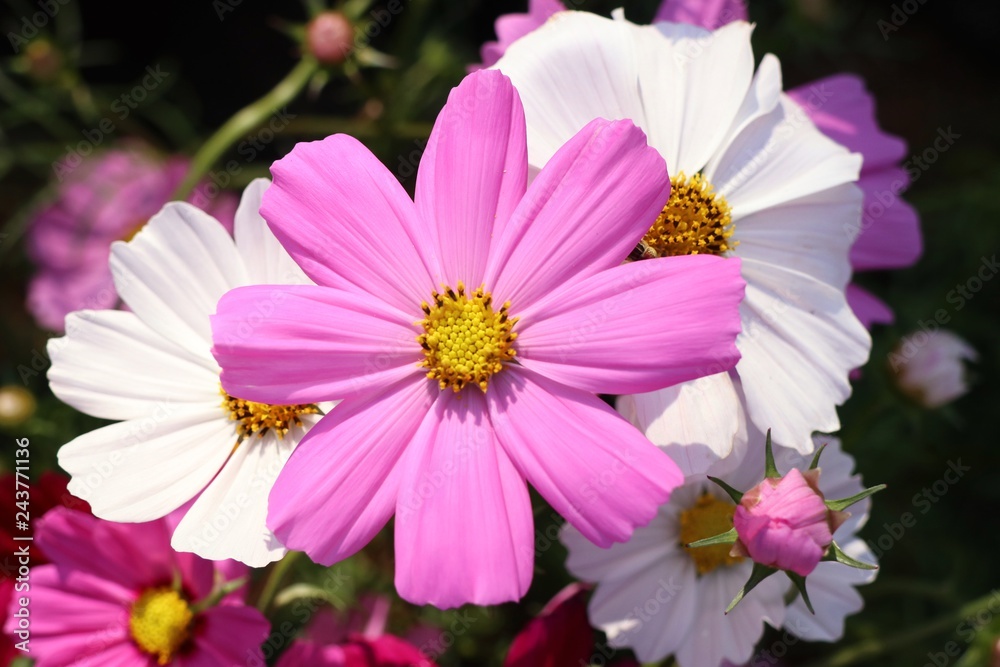 Cosmos flower in tropical