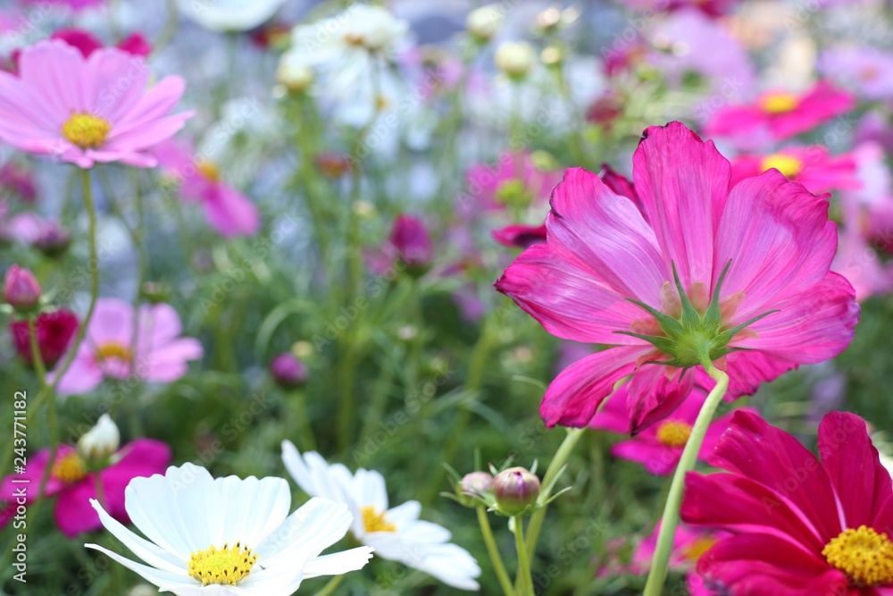 Cosmos flower in tropical