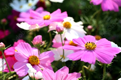 Cosmos flower in tropical