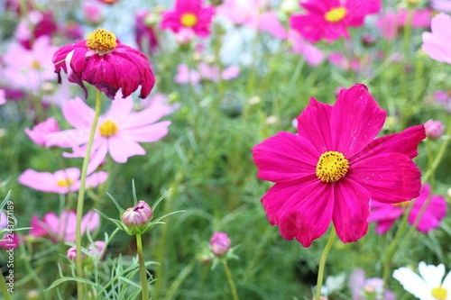 Cosmos flower in tropical