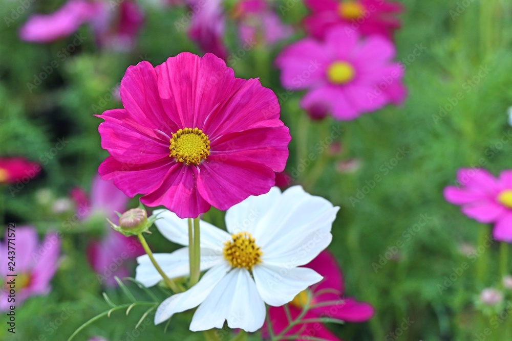 Cosmos flower in tropical Cosmos flower in tropical