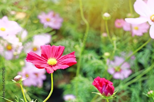 Cosmos flower in tropical