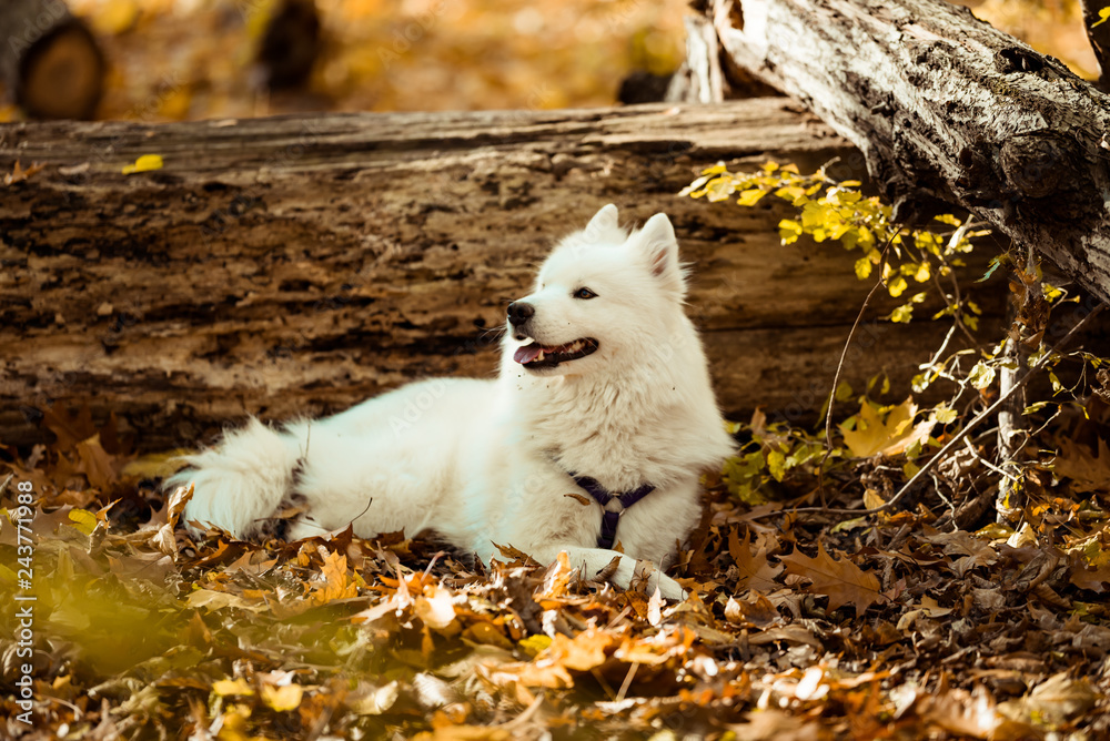 dog breed samoyed husky. White long haired dog in the autumn forest dog breed samoyed husky. White long haired dog in the autumn forest