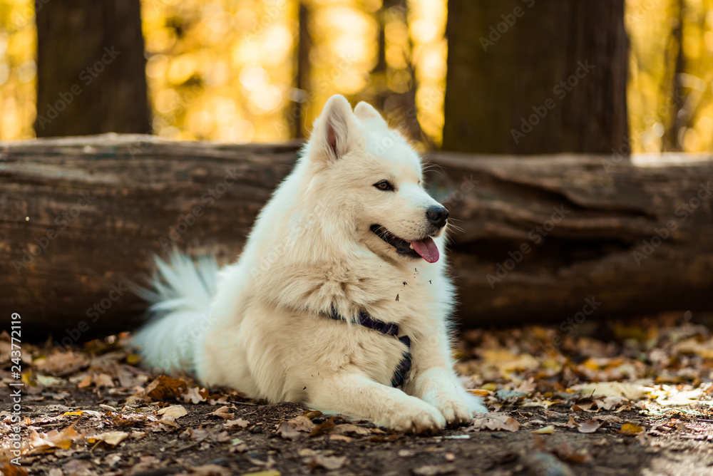 dog breed samoyed husky. White long haired dog in the autumn forest dog breed samoyed husky. White long haired dog in the autumn forest