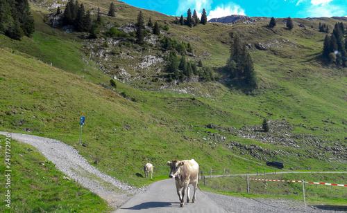 Kuf versperrt die Strasse photo