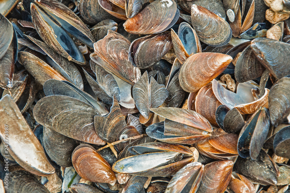 Sea shell texture. Background gray, black and gold. Close-up.