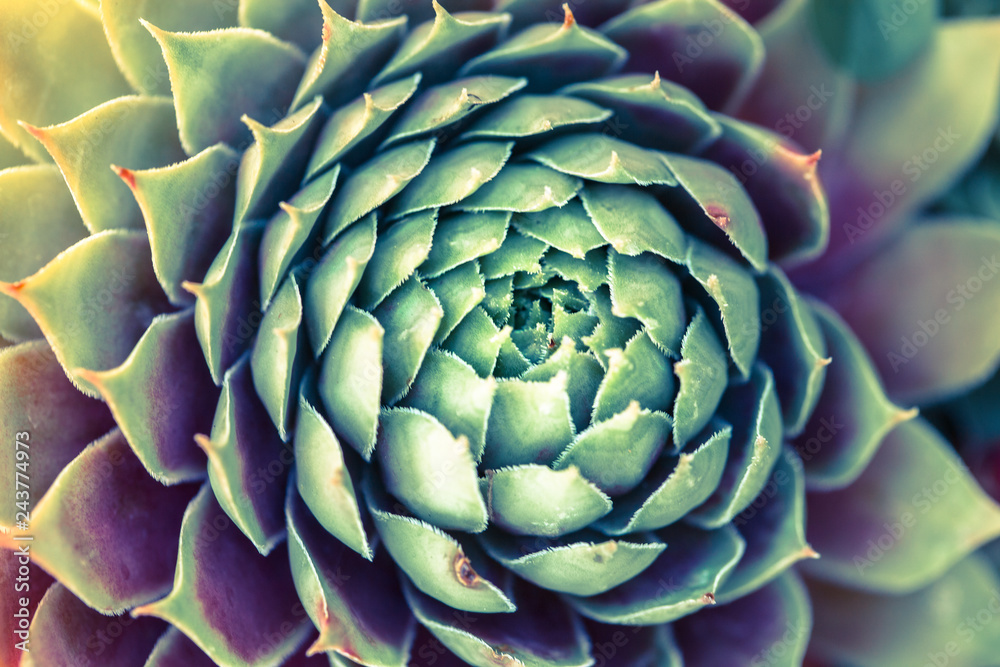 Fototapeta premium Natural background Cactus succulent plant. Sempervivum close-up pattern. Commonly known as Houseleek. The flowering plants in the Crassulaceae family.