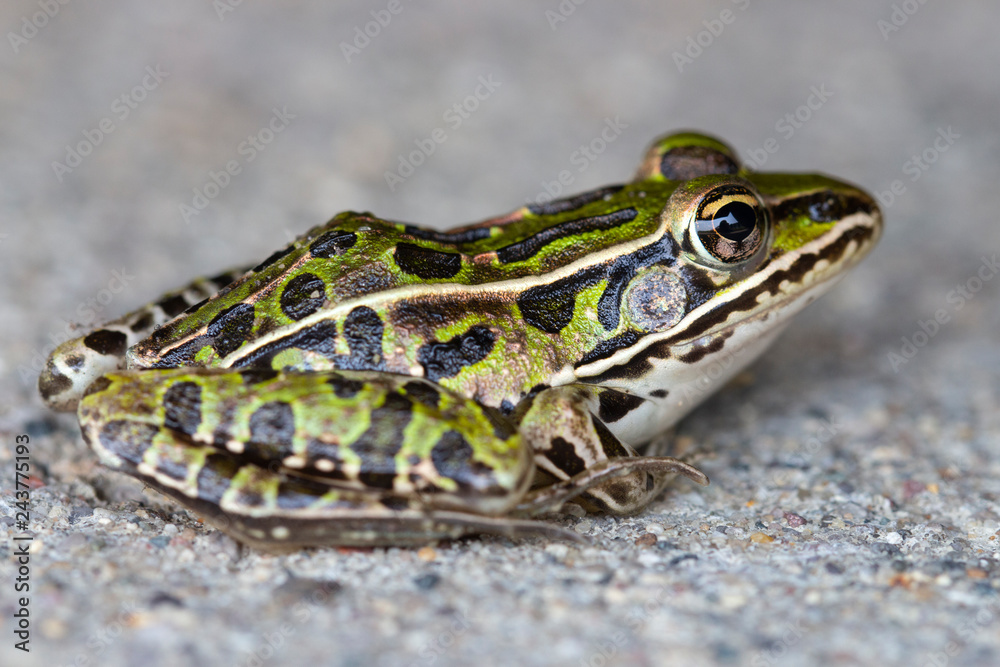 Fototapeta premium green frog