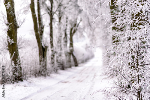 Fototapeta Naklejka Na Ścianę i Meble -  Allee im Winter in Masuren