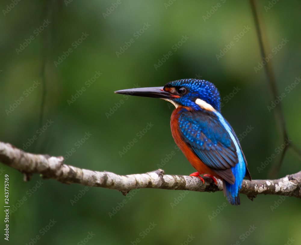 blue eared kingfisher (alcedo meninting).The blue-eared kingfisher is found in Asia, ranging across the Indian subcontinent and Southeast Asia. It is found mainly in dense shaded forests where it hunt blue eared kingfisher (alcedo meninting).The blue-eared kingfisher is found in Asia, ranging across the Indian subcontinent and Southeast Asia. It is found mainly in dense shaded forests where it hunt