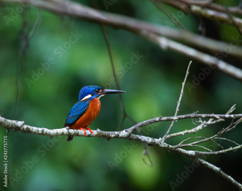 blue eared kingfisher (alcedo meninting).The blue-eared kingfisher is found in Asia, ranging across the Indian subcontinent and Southeast Asia. It is found mainly in dense shaded forests where it hunt © Supaluk