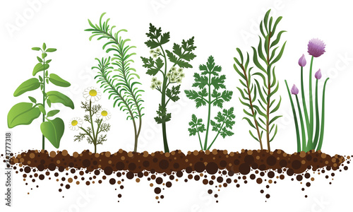 Herbal Garden
