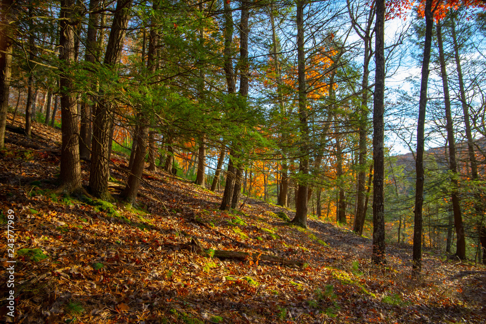 Obraz premium Autumn forest