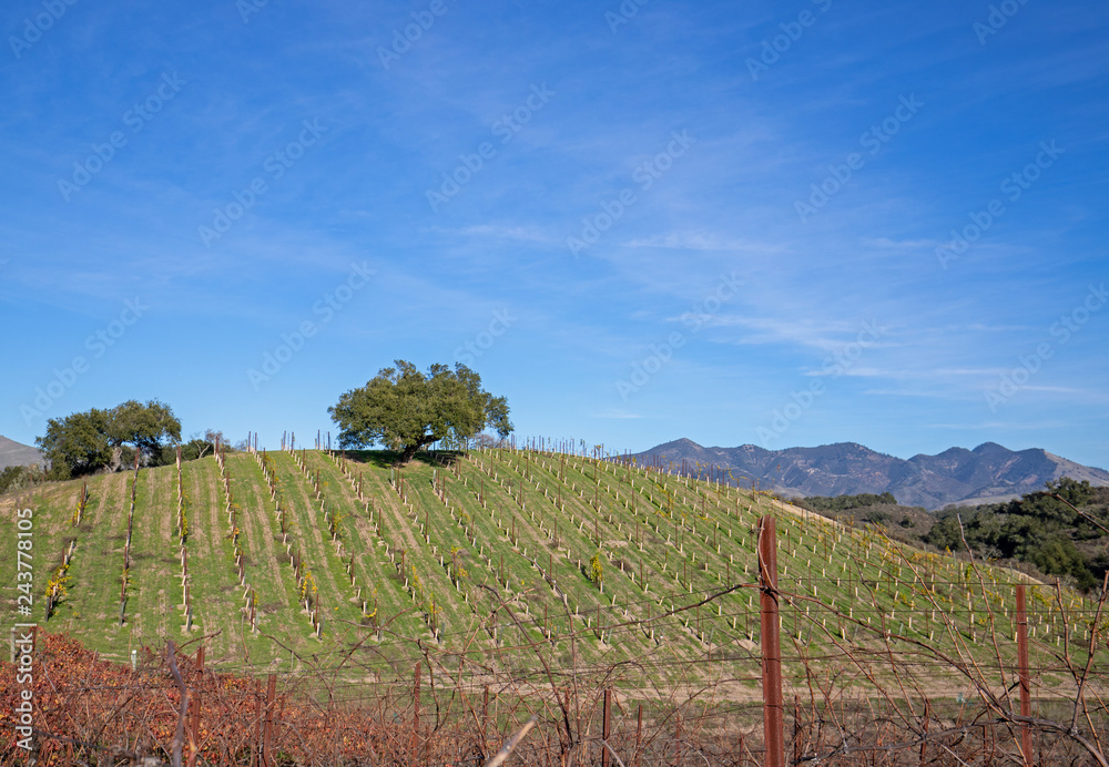 Lone oak tree on hillside in vineyard in Central California United States Lone oak tree on hillside in vineyard in Central California United States