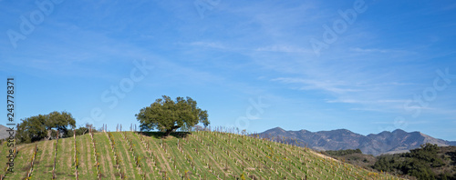 Lone oak tree on hillside in vineyard in Central California United States