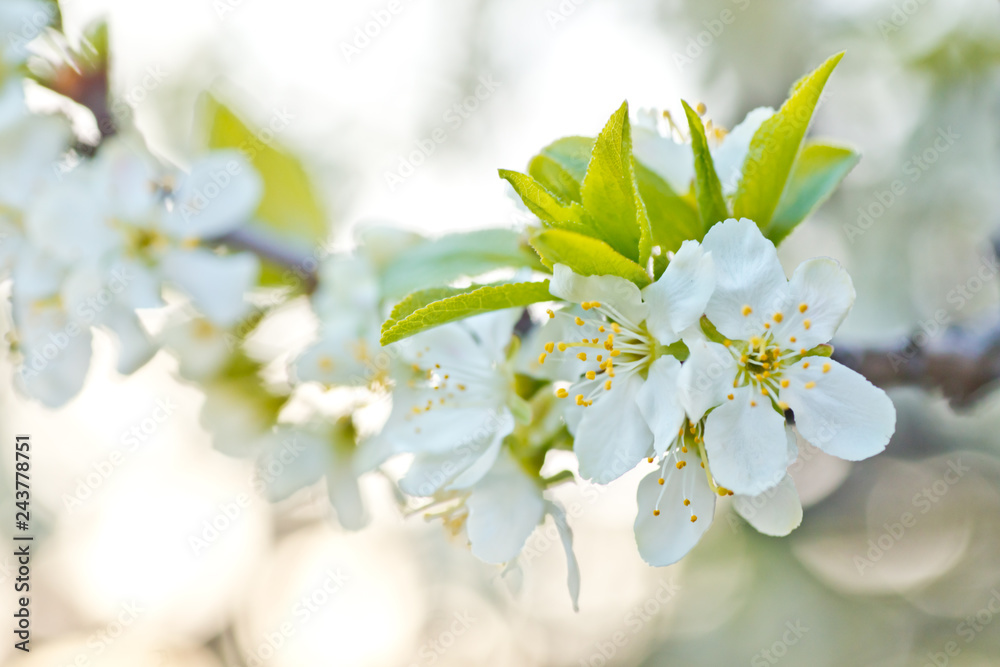 Prunus cerasus, sour cherry, tart , or dwarf, morello, amarelle, Montmorency cherry white delicate flower with young green leaves on a branch in spring.