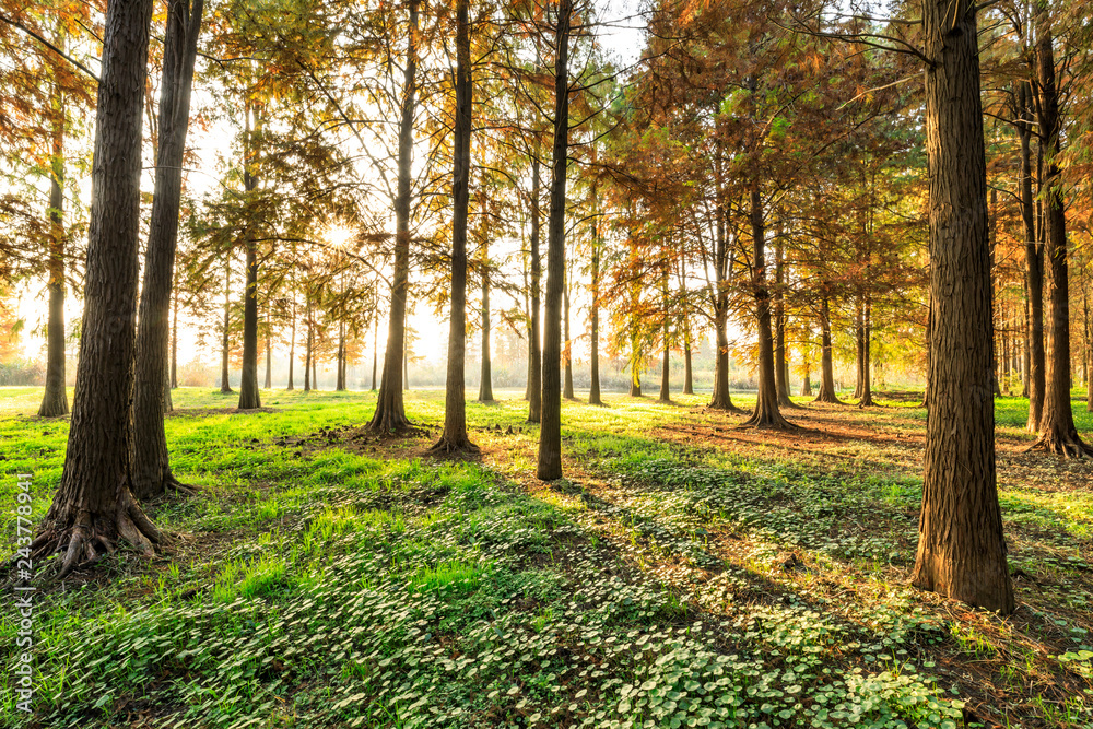 Fototapeta premium Beautiful autumn forest on a sunny day
