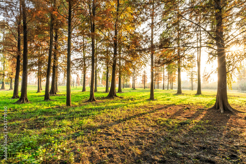 Obraz premium Beautiful autumn forest on a sunny day