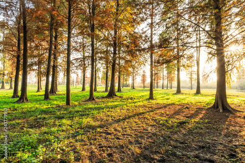 Beautiful autumn forest on a sunny day