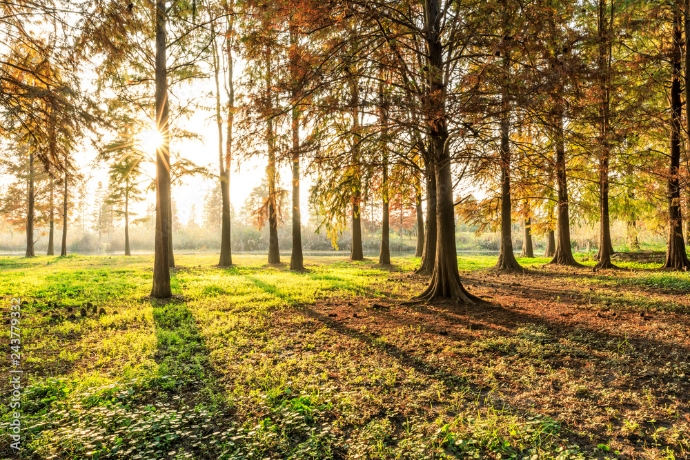 Beautiful autumn forest on a sunny day