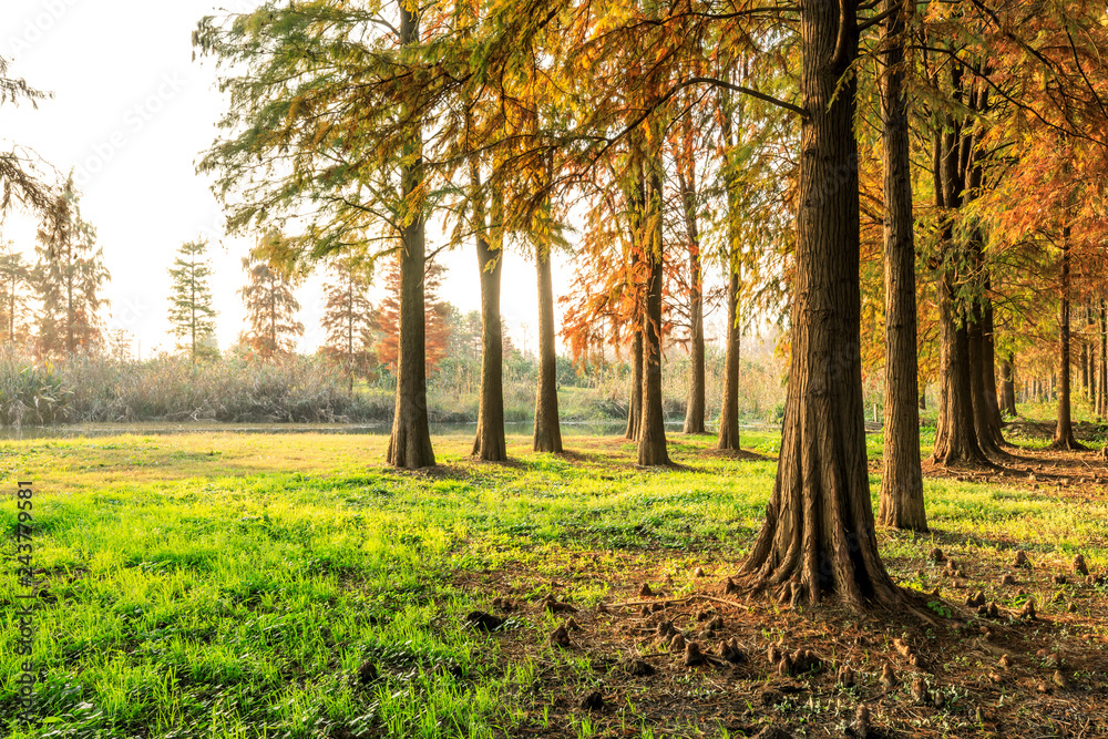 Fototapeta premium Beautiful autumn forest on a sunny day