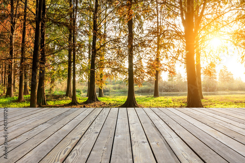 Wooden board top and beautiful forest in autumn season