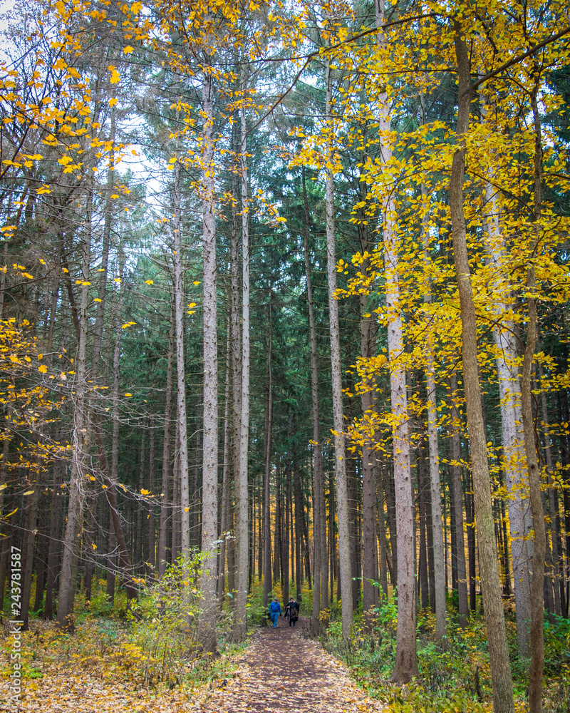 Fototapeta premium Autumn colors at the arboretum