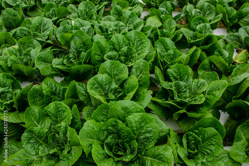 Hydroponics,Organic fresh farme,Organic fresh harvested vegetables,Farmers looking fresh vegetables. Farmers working with organic hydroponic vegetable garden at greenhouse.