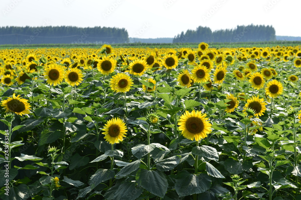 Fototapeta premium Sunflowers in the field