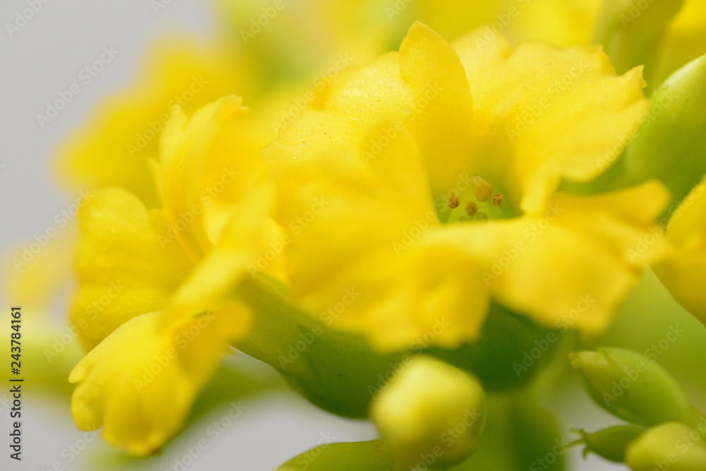 yellow Kalanchoe flower, Million star