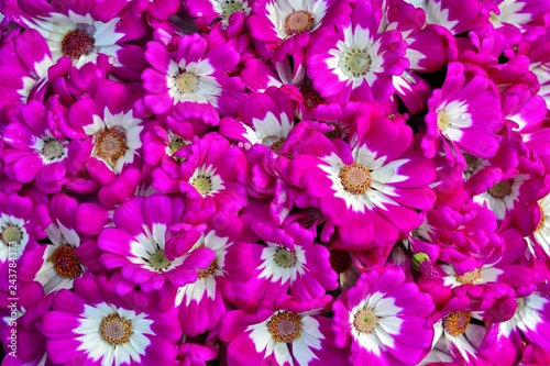 ピンクと白のシネラリアの花 © masaandsaya