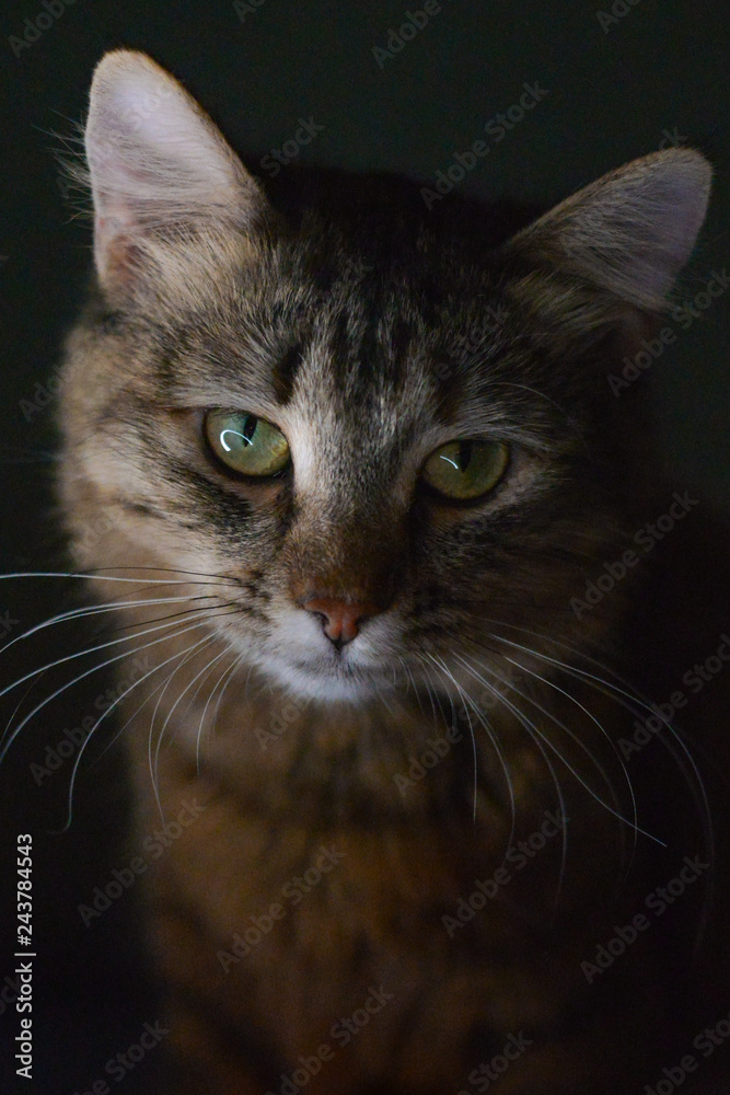 night portrait of tabby kitty