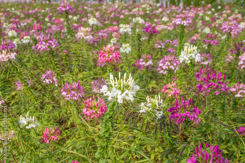 Naklejka premium White flower and pink flower
