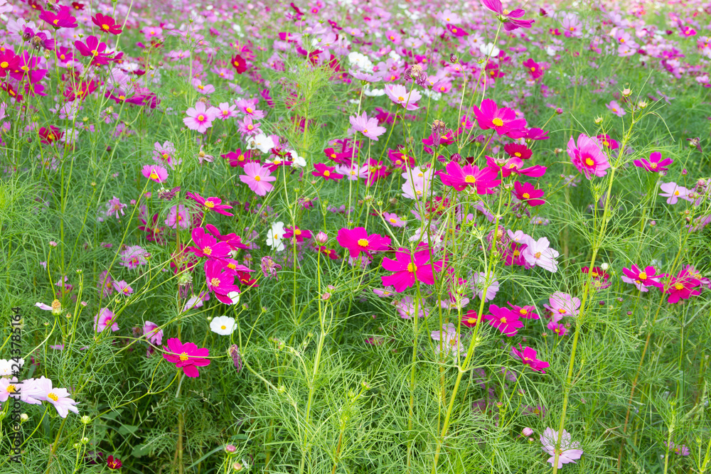 cosmos pink color flowers