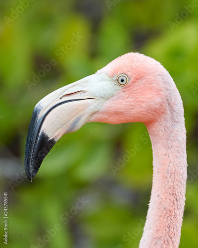 Head of Galapagos Flamingo