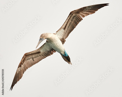 Blue Footed Booby in Flight