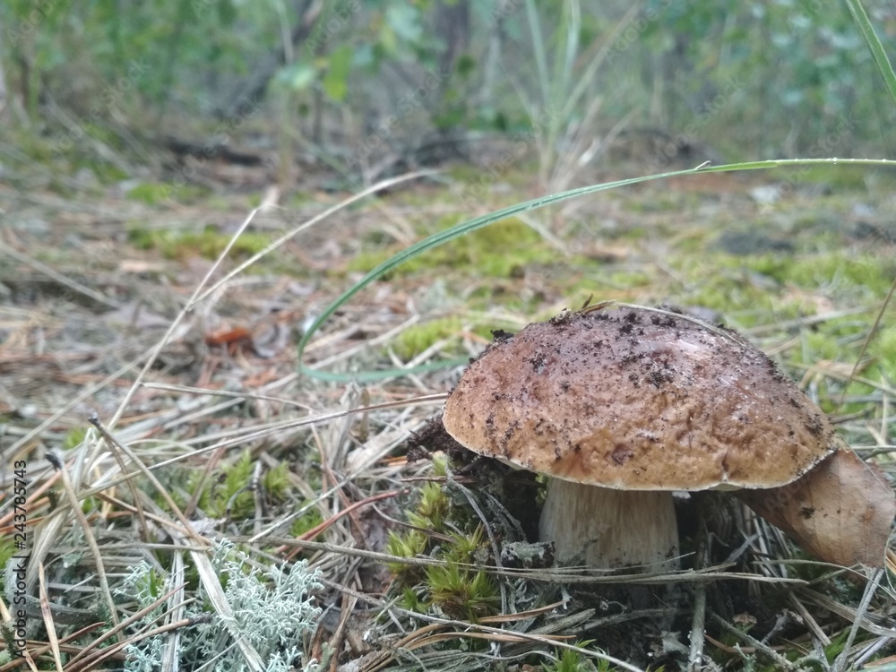Boletus mushroom in the forest Boletus mushroom in the forest
