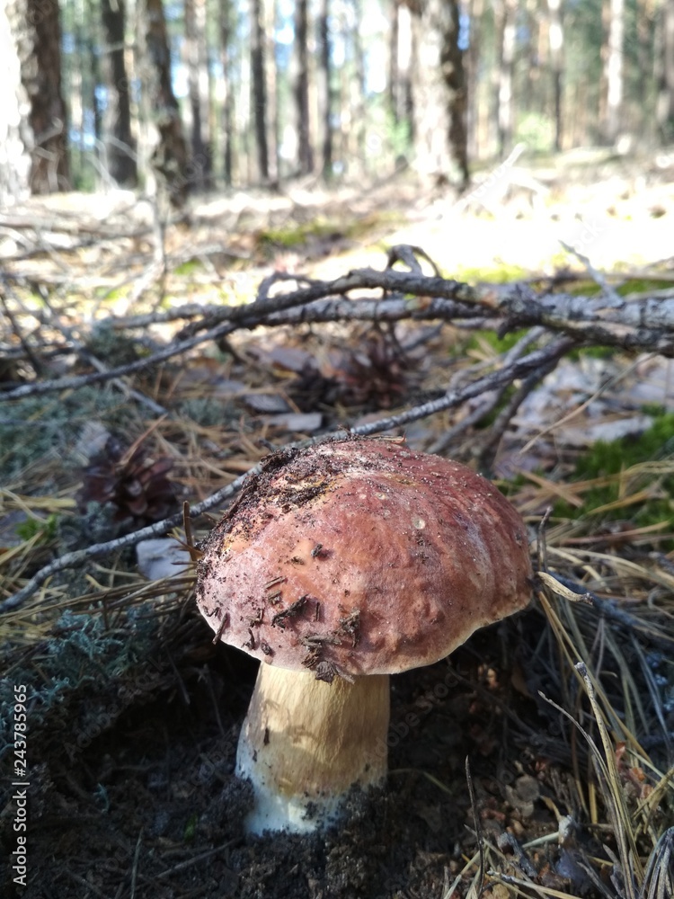 Boletus mushroom in the forest Boletus mushroom in the forest