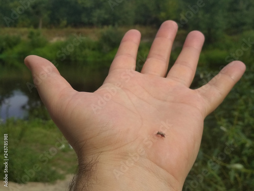 Mosquito sucks blood on the palm of a man. © Igor Savenchuk
