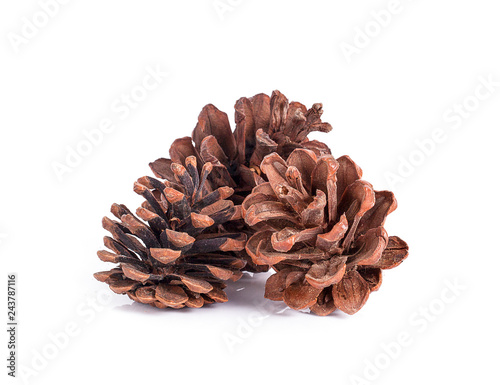 Pine cone on white background
