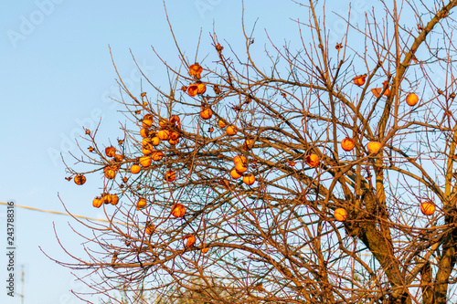  kako tree in autumn photo