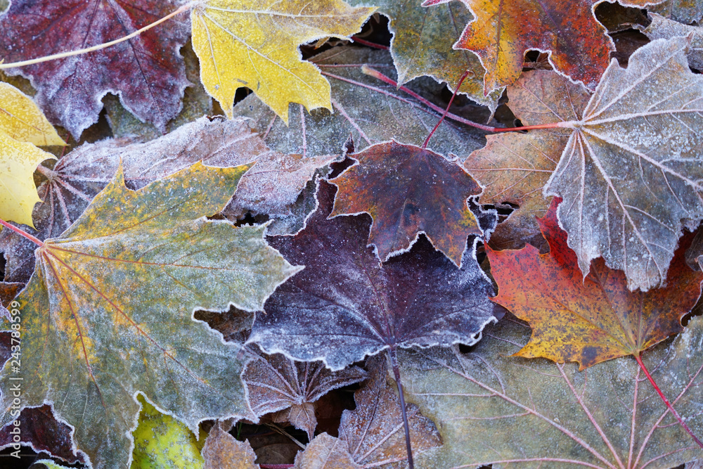 frost colorful leaves in the cold morning as nature background