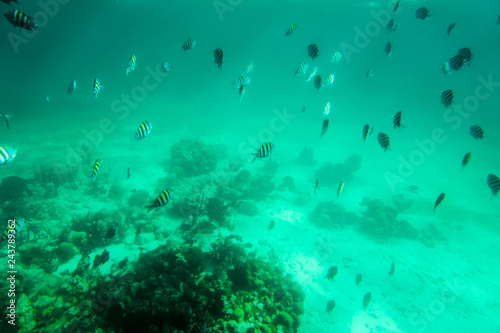 tropical schools of fish underwater © Kevin