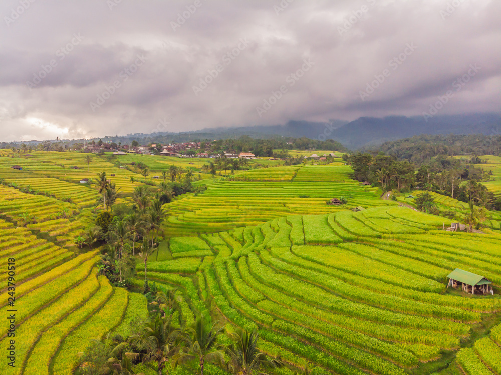 Aerial top view photo from flying drone of green rice fields in countryside Land with grown plants of paddy. Bali, Indonesia