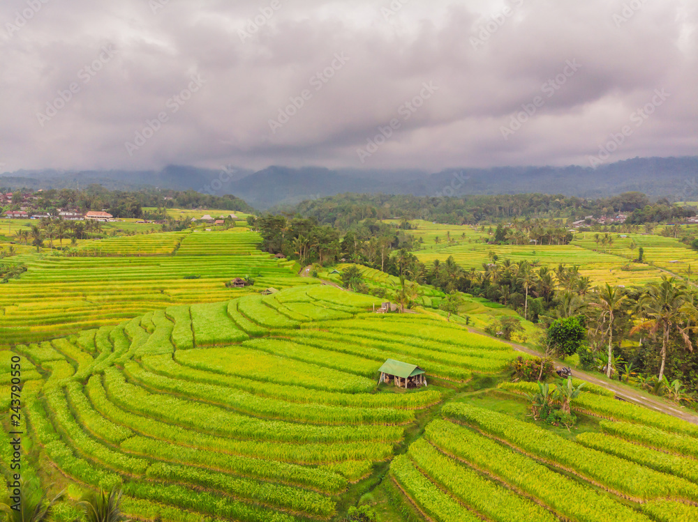 Aerial top view photo from flying drone of green rice fields in countryside Land with grown plants of paddy. Bali, Indonesia