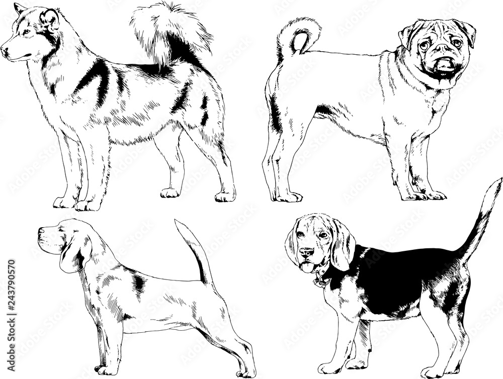 vector drawings sketches pedigree dogs in the racks drawn in ink by hand , objects with no background