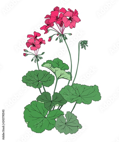 Pelargonium vector graphics.