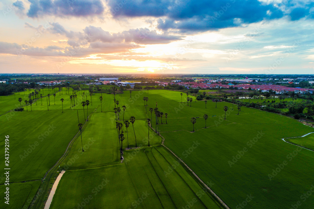 Naklejka premium Green rice plantation field with sunset light aerial view